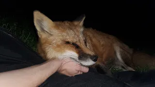 Camping with foxes: Finnegan Fox, Dixiedo fox, Muttias fox