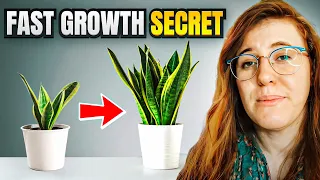 HOW TO GET A SANSEVIERIA TO GROW QUICKLY. SNAKE PLANT CARE GUIDE | Gardening in Canada 🪴👩‍🔬