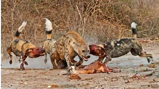 Wild Dogs Hyenas Fight and Attack: HD Hyenas vs Wild Dogs