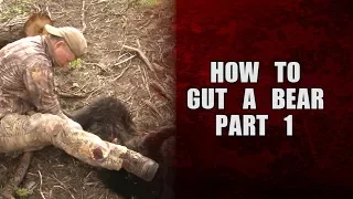 How to gut a bear - Part 1