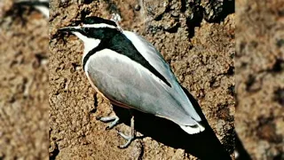 egyptian plover bird & crocodile