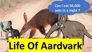 The Life of Aardvark (Earth pig)