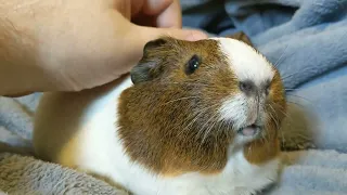 Petting A Guinea Pig