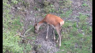 Ruahine Ranges Red deer evening hunt - Yearling across the stream