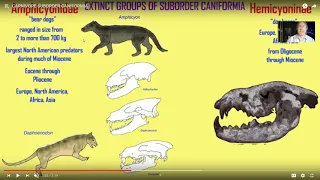 evolution of carnivorous mammals