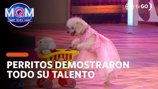 Mande Quien Mande: Los perritos más talentosos visitaron el programa  (HOY)