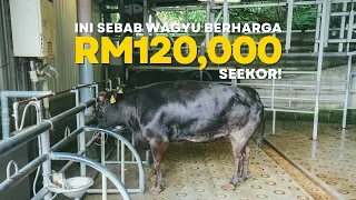 Ini Sebab Kenapa Daging Wagyu Jepun Termahal di Dunia! | Travelog Jepun EP3