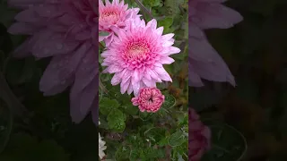 Корейские хризантемы 🌸 начинают цвести