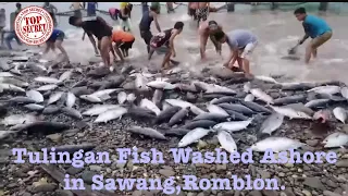Hundreds of TULINGAN Fish washed ashore in Sawang,Romblon By Sandy