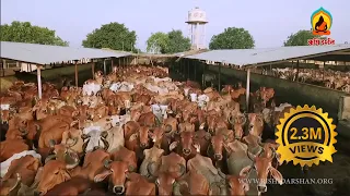ऐसी गौशाला जहाँ हज़ारों गायों को मिला नया जीवन | Sant Shri Asharamji Goshala Sheopur