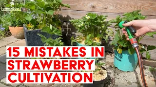 15 mistakes in strawberry cultivation that you should definitely avoid!