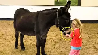 After His Daughter Approached this Donkey & Hugged his Face Something Unbelievable Happened