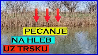 Pecanje,Babuske na hleb uz samu trsku !!!