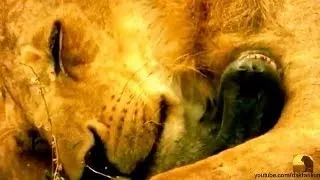 Lions Eat Eeverything! National Geographic Documentary