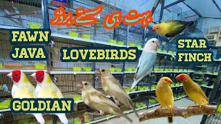 Birds market Islamabad birds pory Pakistan mn is rate pr nhi milega @Islamabadpets345
