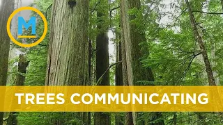 New book explores ground-breaking research into how trees communicate underground | Your Morning