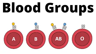 ABO Blood Group System (AB0 Blood types & compatibility explained)