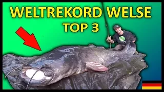 Top 3 Weltrekord WELSE | 2,74 METER WELS!