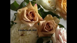 коко-локо, хоней дижон, мокароза, питомник роз полины козловой rozarium.biz ,coffee colored roses