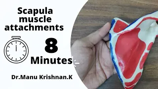 Scapula- Muscle attachments (Short and easy in 8 minutes)