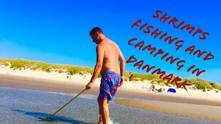 Camping and Catching Shrimps in Danmark August 2020