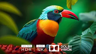 12K HDR 120 FPS Dolby Vision | TRUE COLORS with Inspiring Music