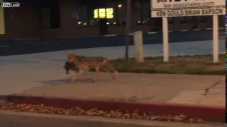 Shocking moment Cat Eaten By Coyote