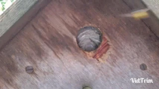 Wasp nest in a bird box