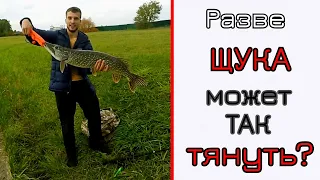 Она тянула, как паровоз!!! Щука на спиннинг. Крупные приманки. Strike Pro Pig Shad  взрывает танцпол