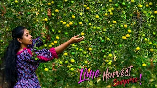 Biggest LIME harvest ever! Tree with 1000s of limes to make my Bro's favourites! | Traditional Me