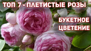 ТОП 7 - Плетистые розы, лучшие сорта для вашего сада! Только лучшие и проверенные сорта.