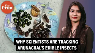 Bugs on the plate — why scientists are tracking Arunachal's edible insects