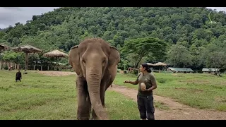 Celebrating the 1 year anniversary of 7 rescued elephants to ENP