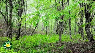 Rain Sound in the Forest and Birds Singing - 10 hours