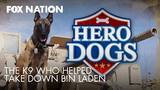 Meet Cairo, the Navy K9 who helped take down bin Laden | Fox Nation