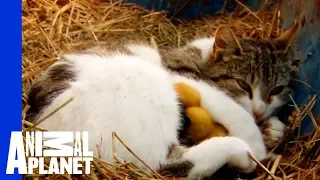 A Momma Cat and Her Yellow, Feathered Kittens