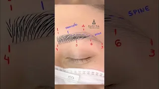 microblading phibrows eyebrows tutorial