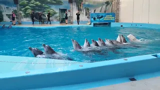 Супер ШОУ! Дельфинарий в Анапе! 31 октября 2023г.