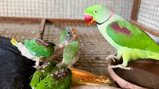 Wow! Talking Parrot - Raw Baby Natural Feeding Female  - Amazing Parrot video - Raw baby Jumbo Size