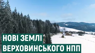 Ліси та праліси Карпат. Що відомо про землі, які приєднають до Верховинського НПП