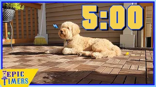 Cutest Goldendoodle 5 minute Timer with Music and Barking Alarm!