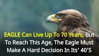 Best Motivational Story | The Eagle Story | Best Motivation Ever | Life Stories