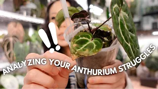 Analyzing your 🫵🏻 struggling anthurium photos!