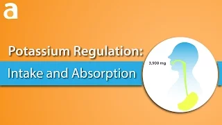 Potassium Regulation: Intake and Absorption