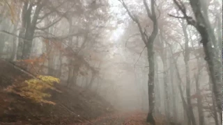 Крымский природный заповедник. Алушта. 2017