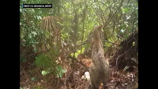 Rare Video Shows Florida Bobcat Fighting Invasive Burmese Python