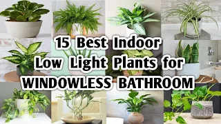 15 Indoor Plants for Windowless Bathroom | Low Light Plants for Bathroom | Plant and Planting