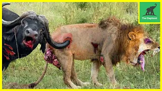 50 Craziest Wild Animal Fights That Will Leave You Breathless | Animal Fights