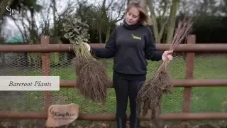 Bareroot hedge plants: How to 'Notch Plant'