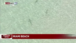 Sharks spotted in water close to Miami Beach